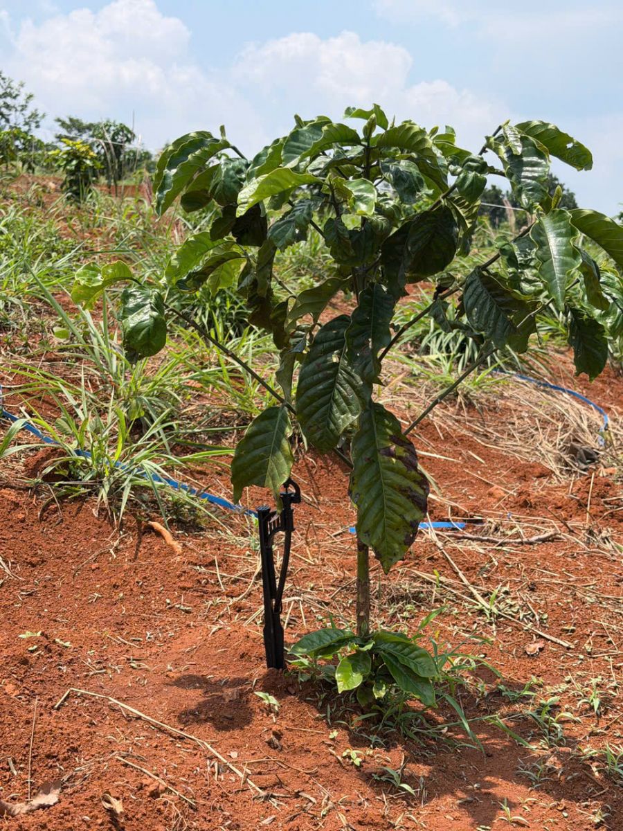 béc tưới VP39 VNPLANT